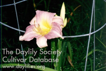 Daylily Brionna Mason